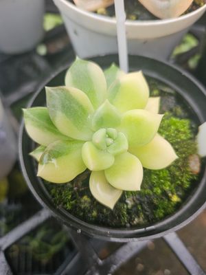 Echeveria Arje Variegated