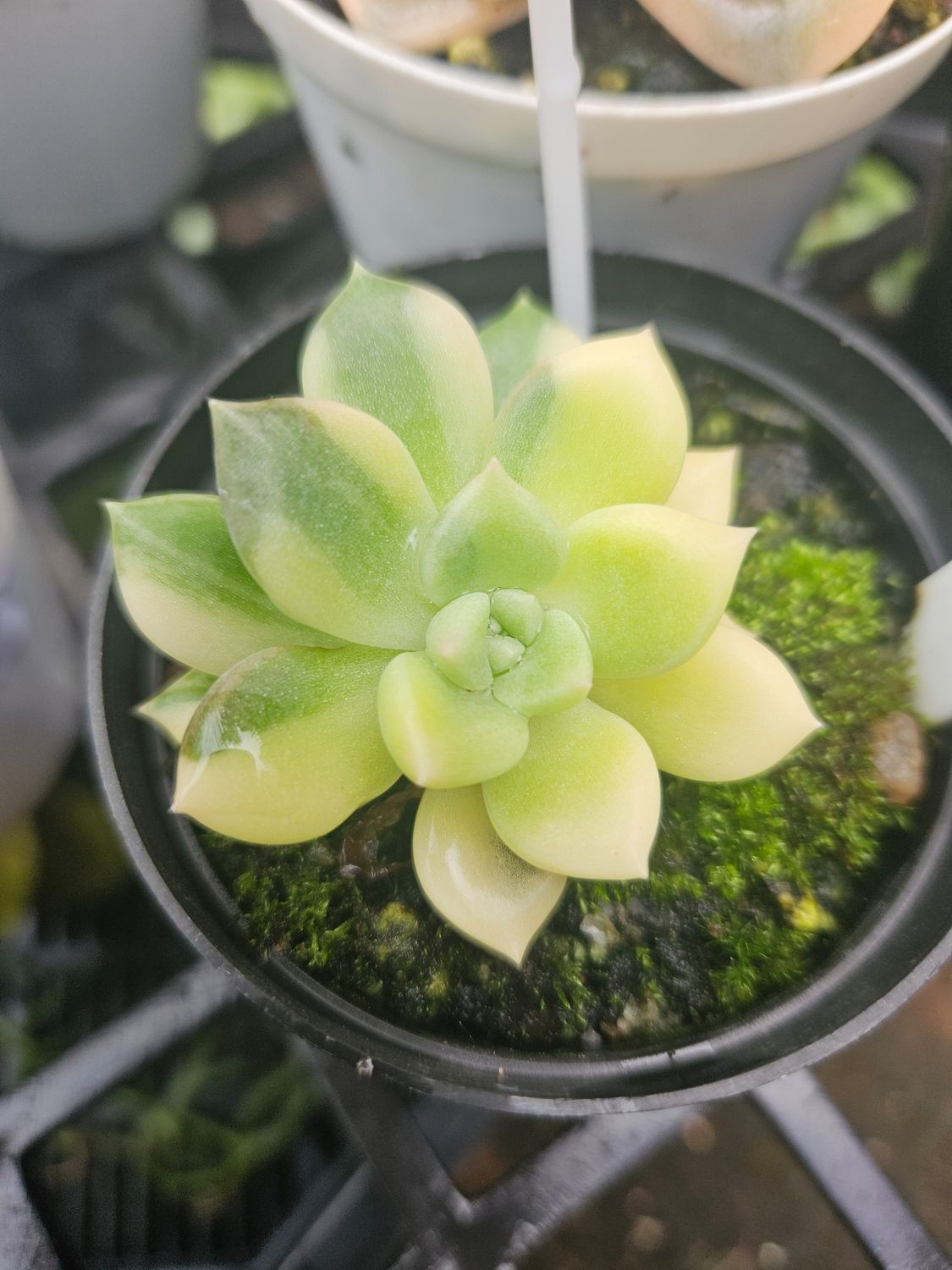 Echeveria Arje Variegated