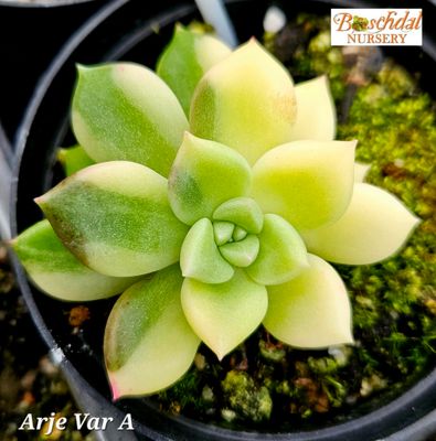 Echeveria Arje Variegated Echeveria Arje Variegated