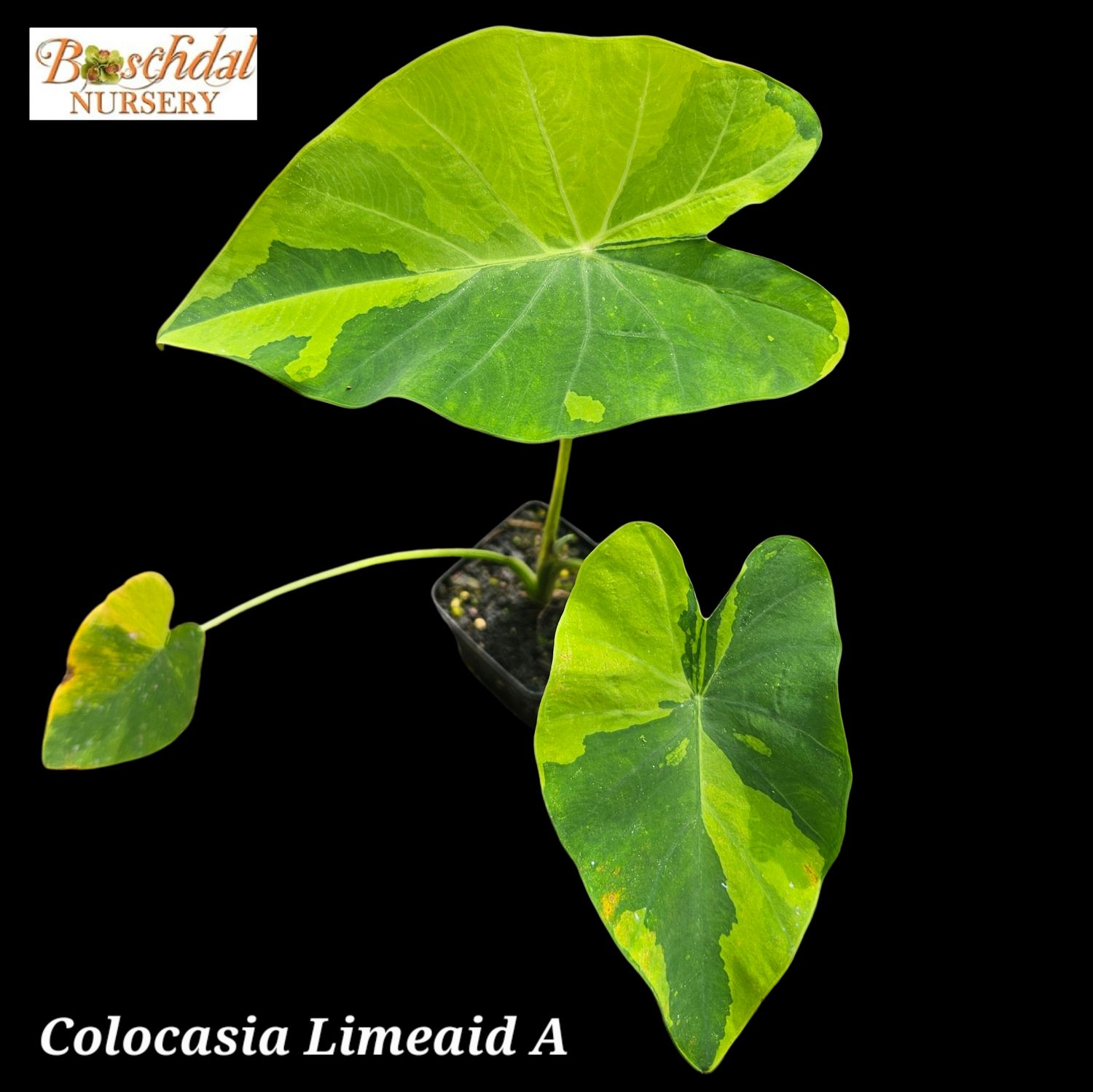 Colocasia Limeaid Colocasia Limeaid
