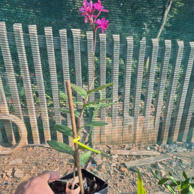 Epidendrium Pink