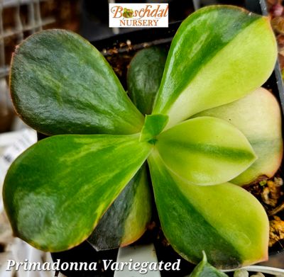 Echeveria Primadonna Variegated Smaller
