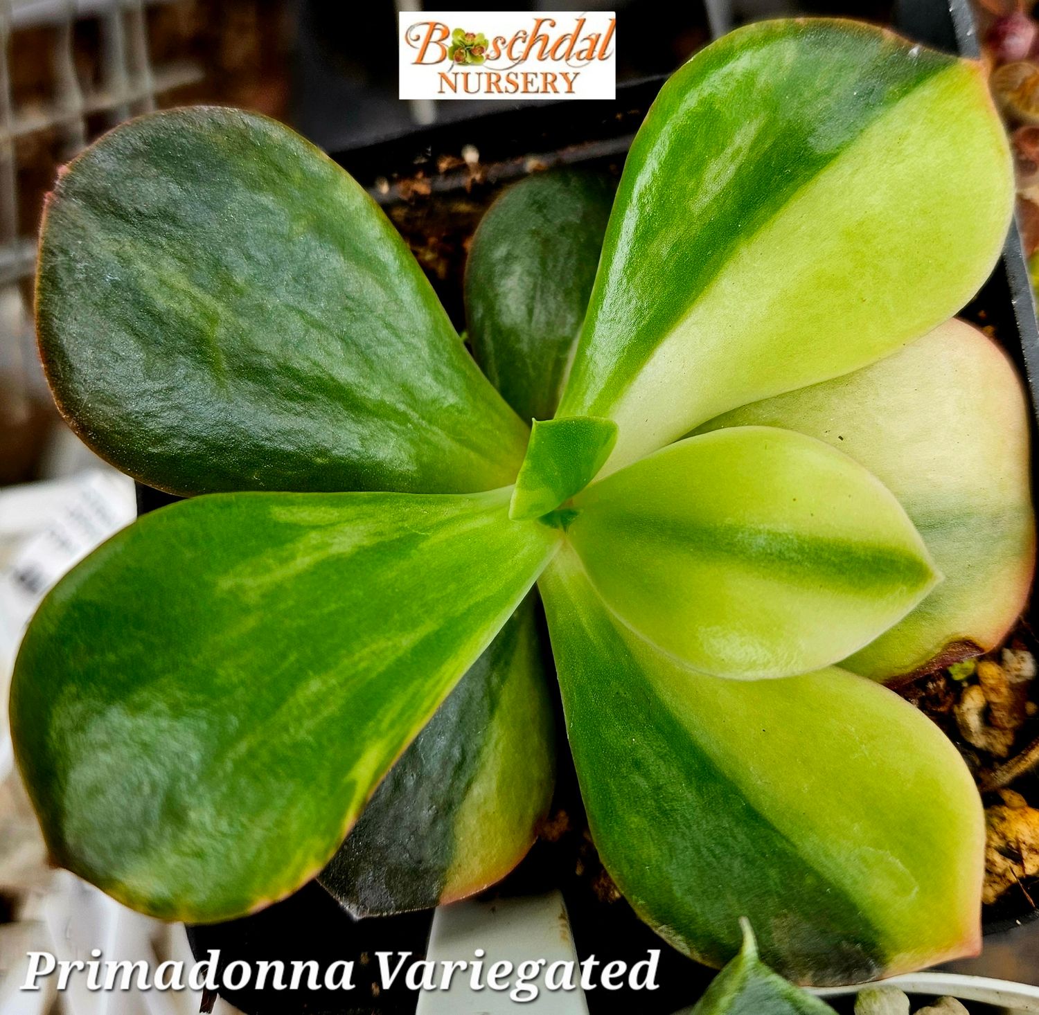 Echeveria Primadonna Variegated Smaller