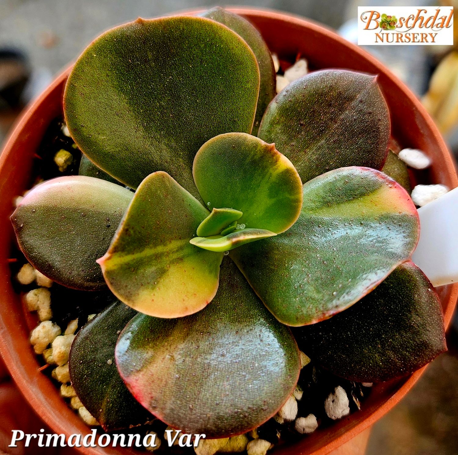 Echeveria Primadonna Variegated Smaller Echeveria Primadonna Variegated Smaller