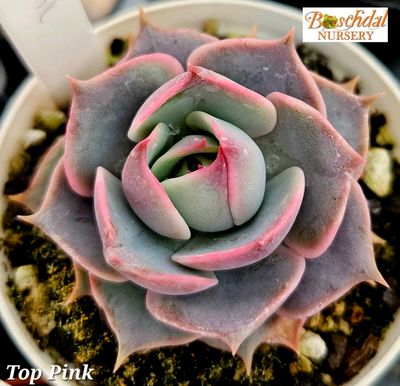 Echeveria Top Pink Echeveria Top Pink