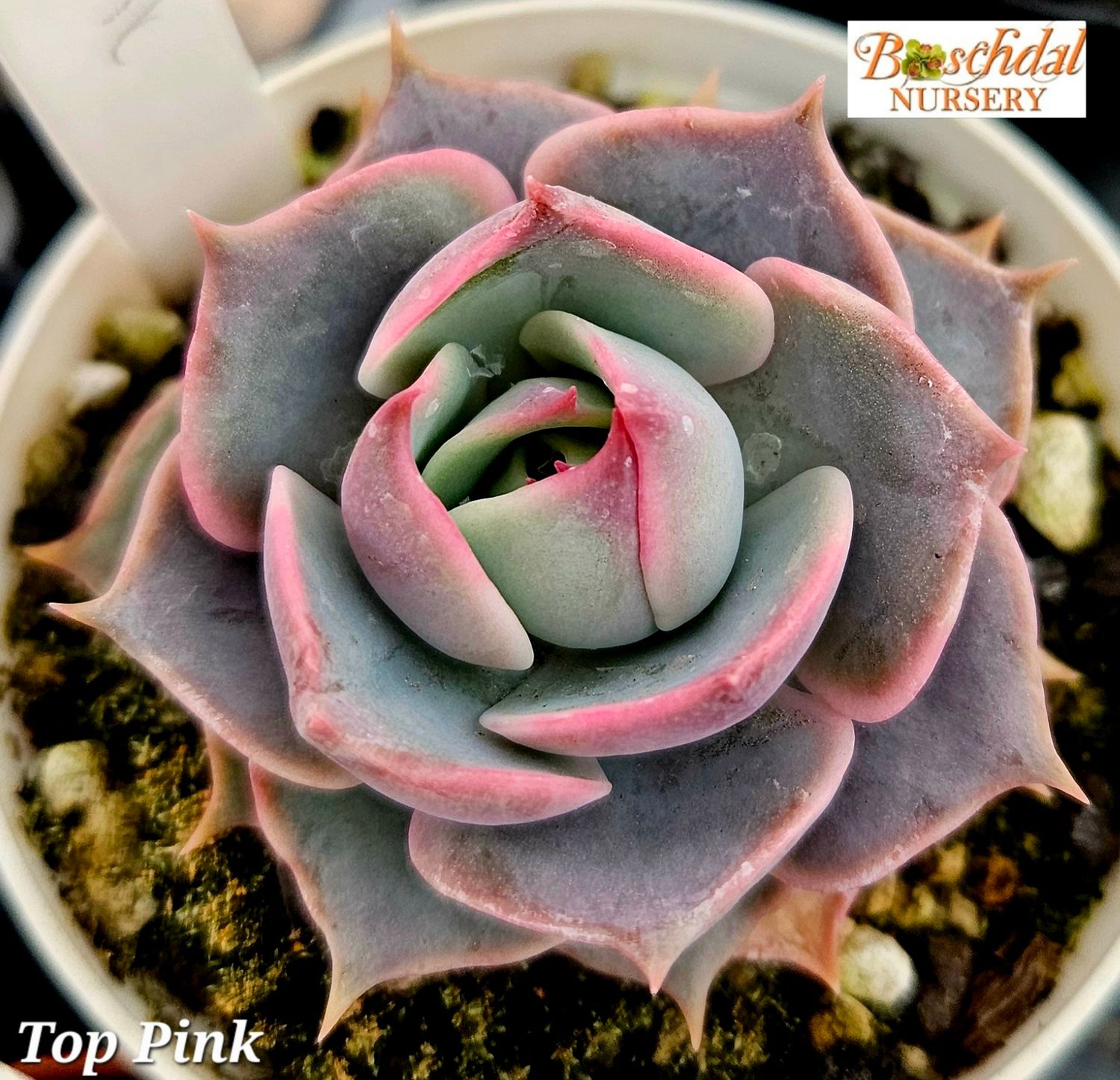 Echeveria Top Pink