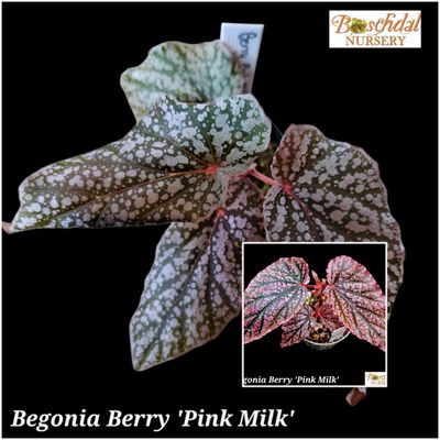 Begonia Berry 'Pink Milk', Moss, Domed Begonia Berry 'Pink Milk', Moss, Domed