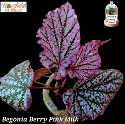 Begonia Berry 'Pink Milk', Moss, Domed