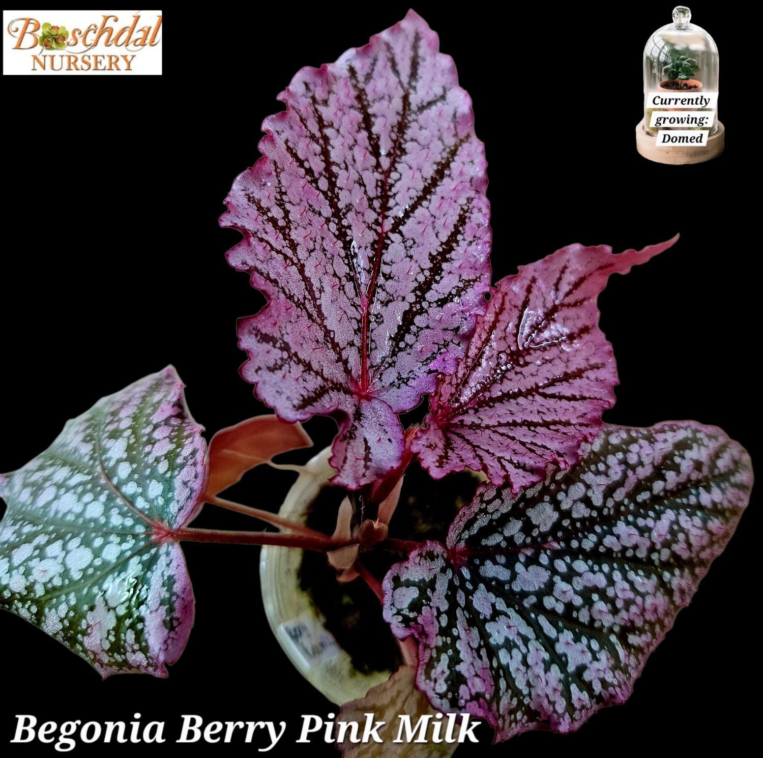 Begonia Berry 'Pink Milk', Moss, Domed