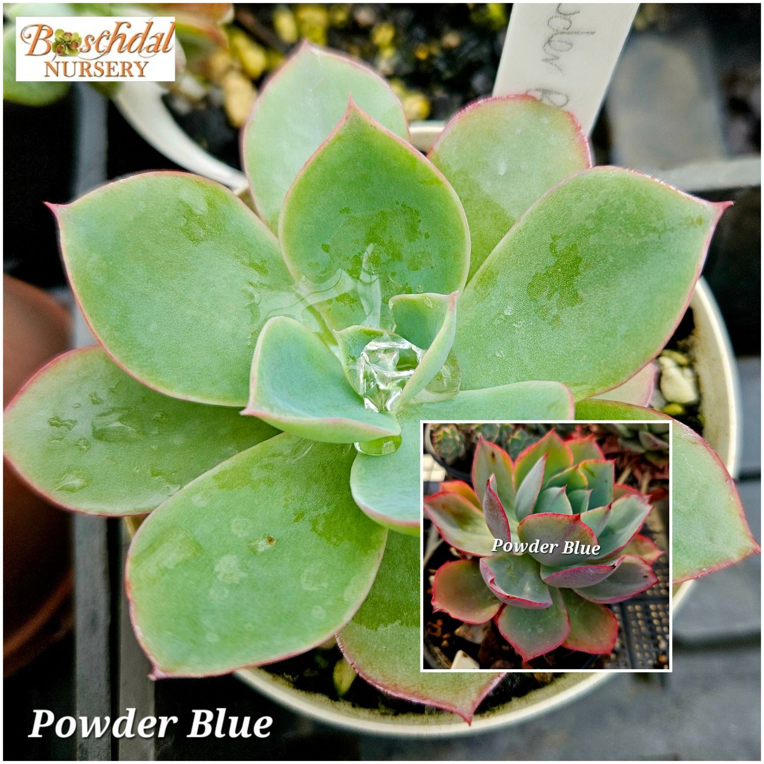 Echeveria Powder Blue Echeveria Powder Blue
