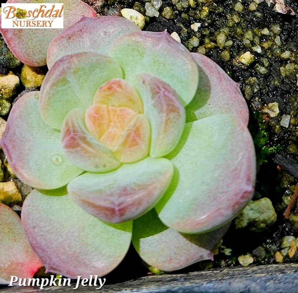 Echeveria Pumpkin Jelly