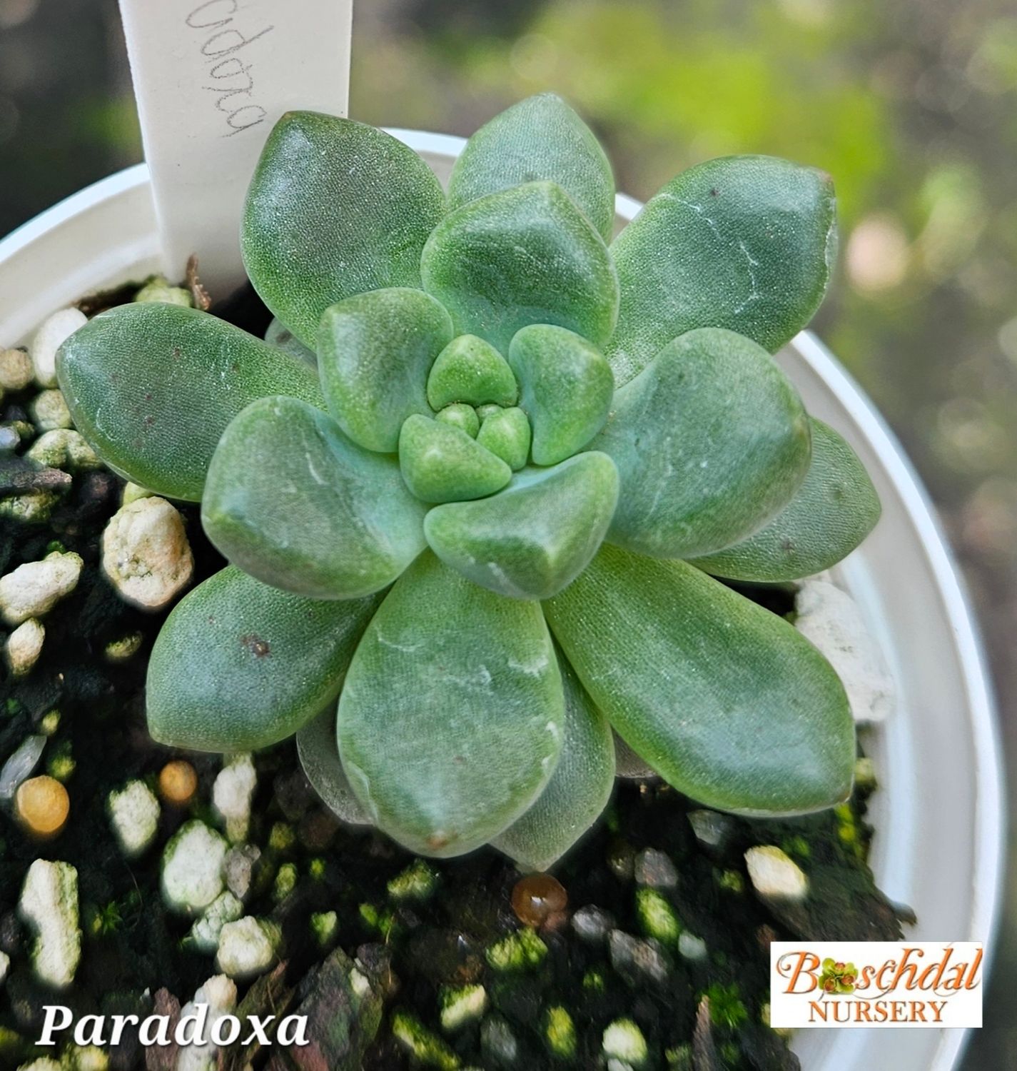 Pachyveria Paradoxa Pachyveria Paradoxa