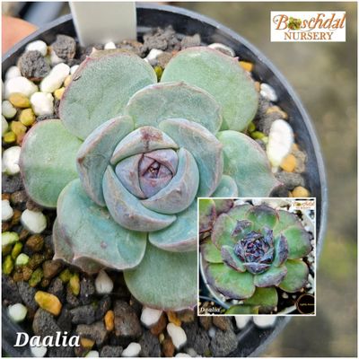 Echeveria Daalia