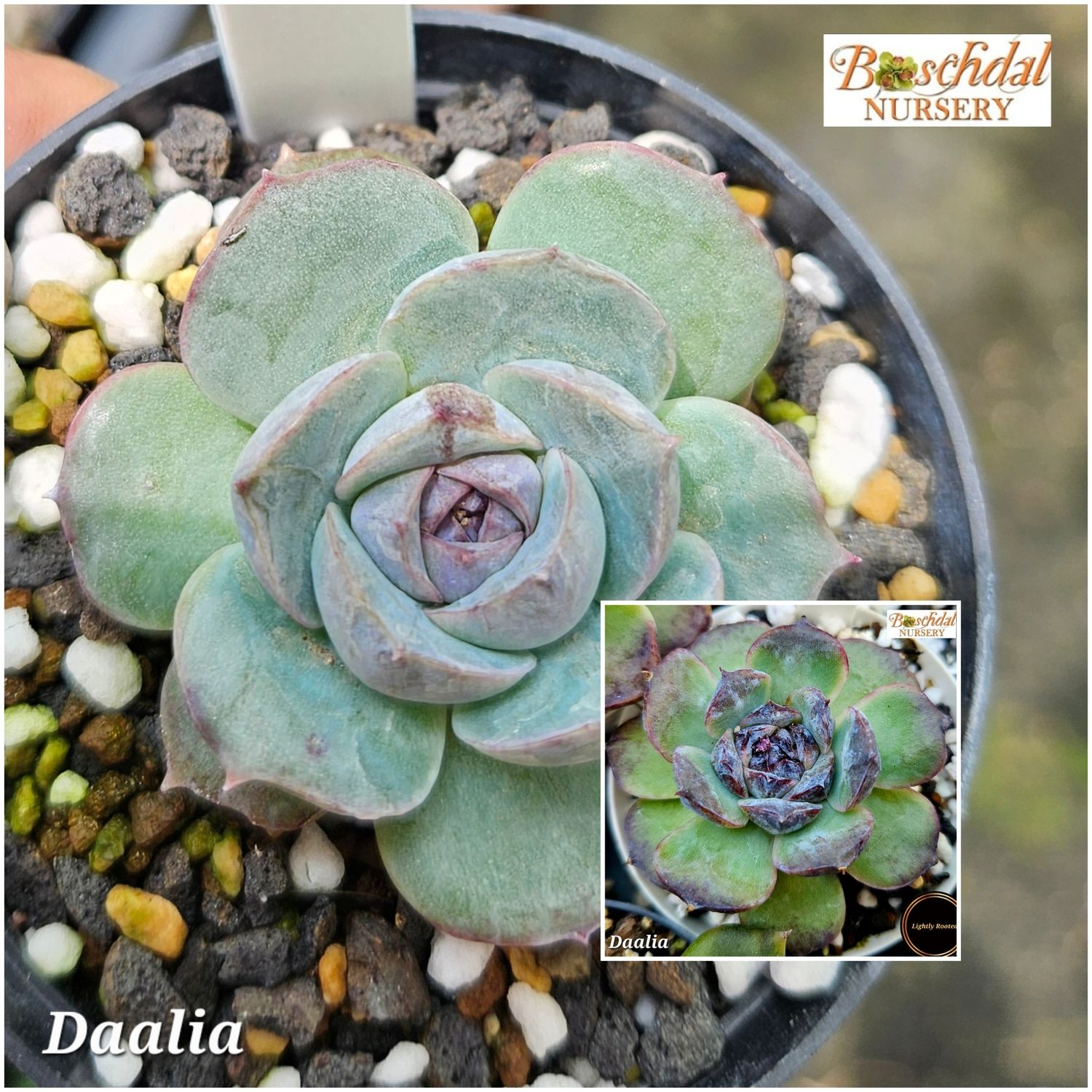 Echeveria Daalia