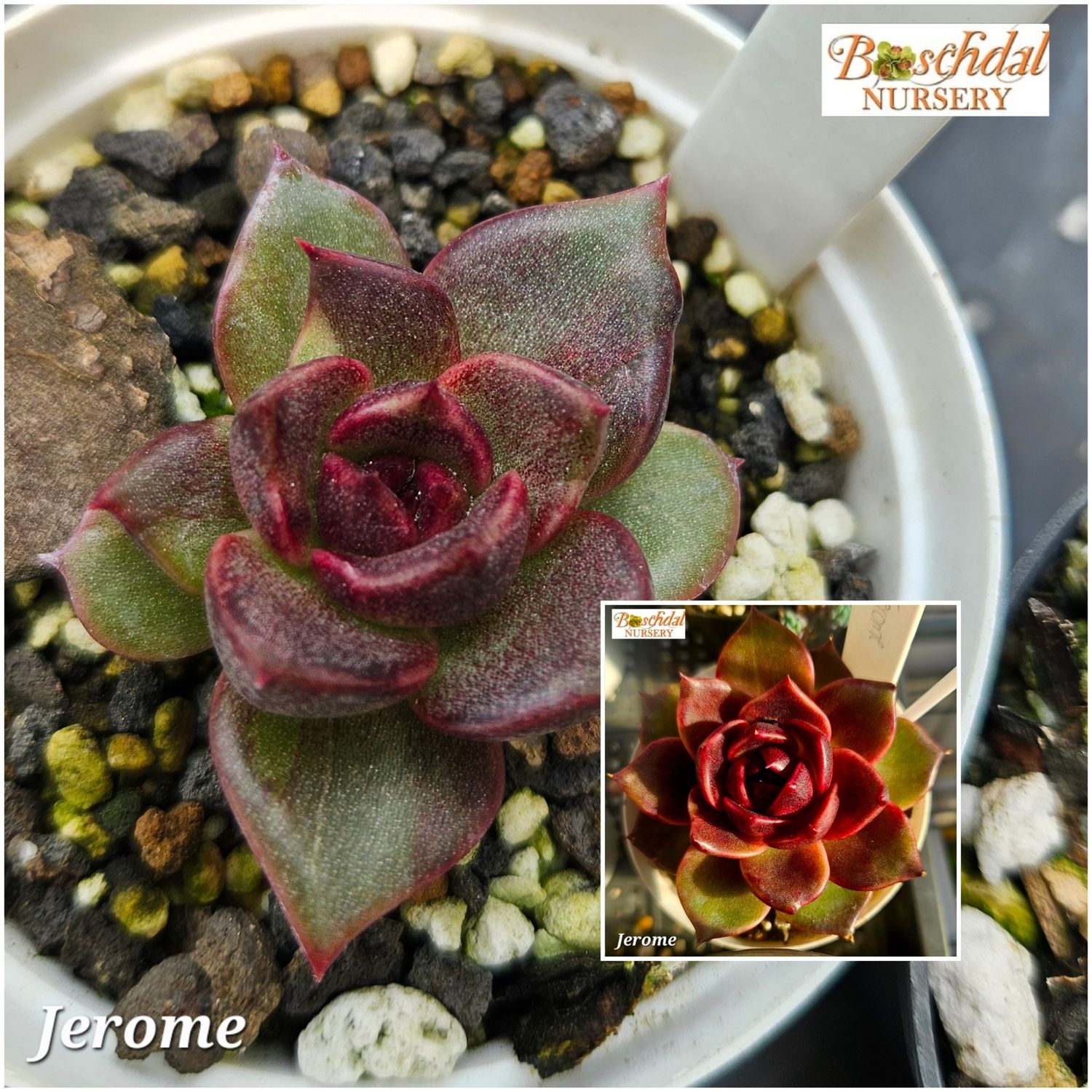 Echeveria Jerome
