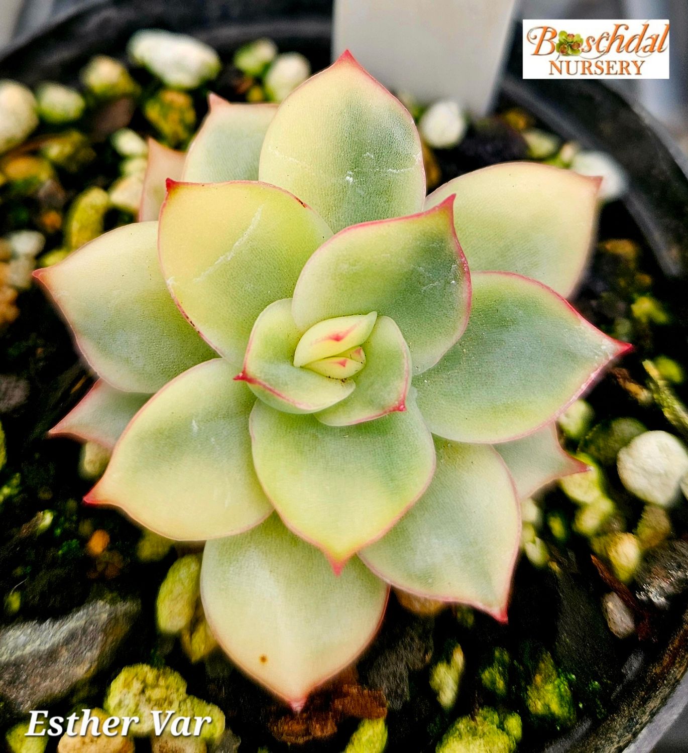 Echeveria Esther Variegated