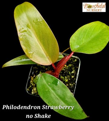 Philodendron Strawberry 'No Shake'