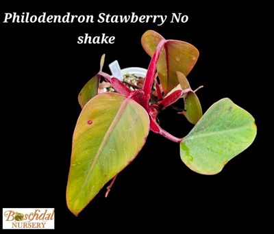 Philodendron Strawberry 'No Shake'