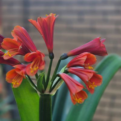 Clivia interspecific bronze red Clivia interspecific bronze red