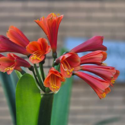 Clivia interspecific bronze red
