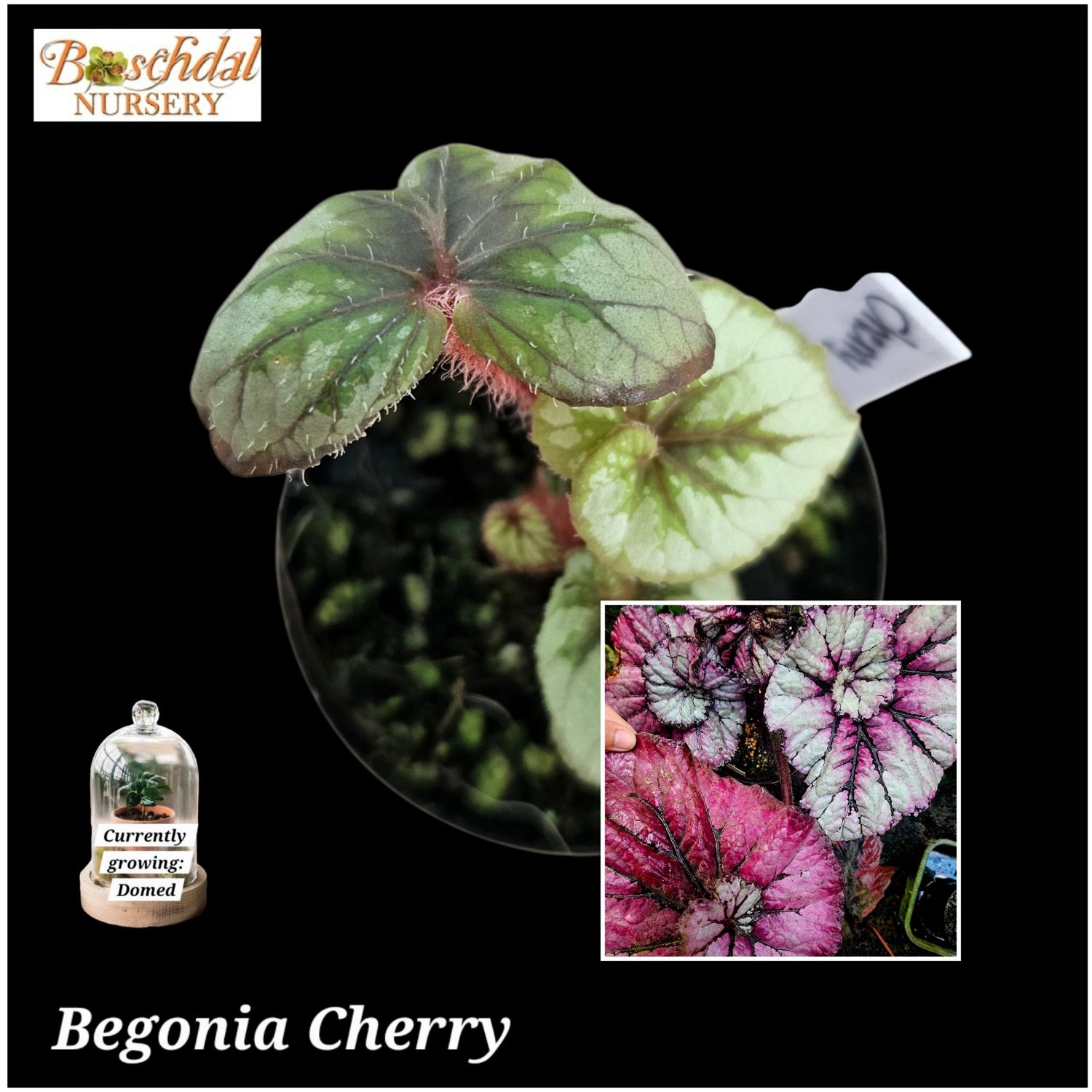 Begonia Cherry small Begonia Cherry small