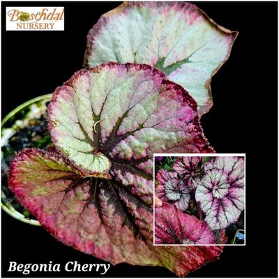 Begonia Cherry small Begonia Cherry small