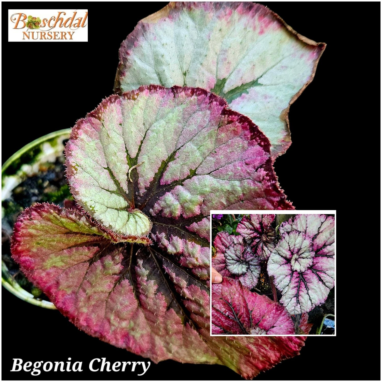 Begonia Cherry small