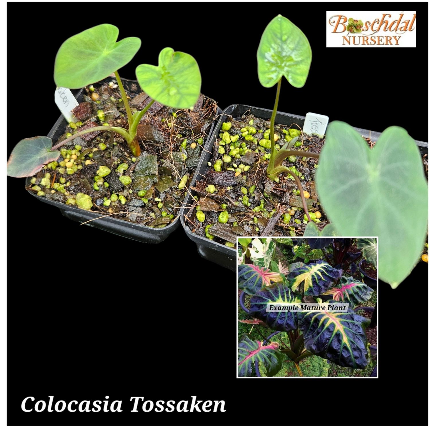 Colocasia Tossaken Colocasia Tossaken