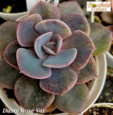 Echeveria Dusty Rose Variegated Echeveria Dusty Rose Variegated