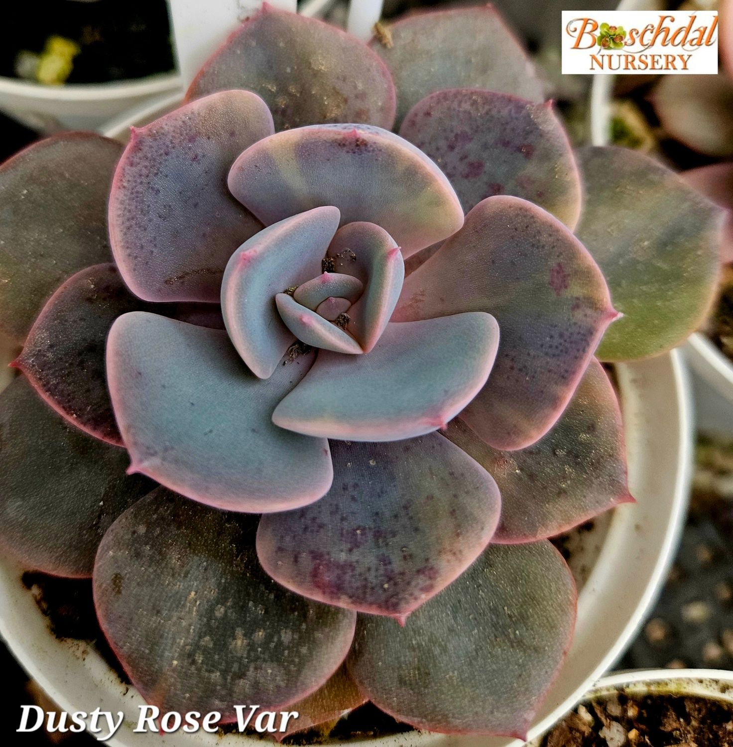 Echeveria Dusty Rose Variegated