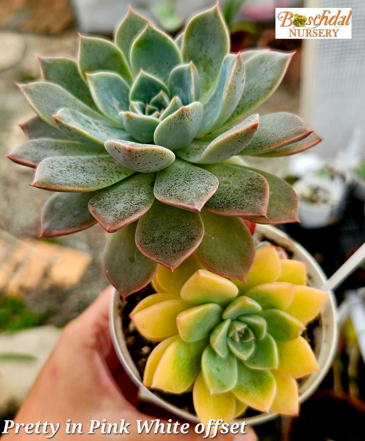 Echeveria Pretty in Pink Variegated