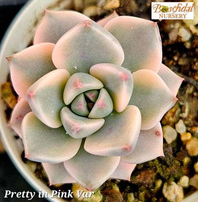 Echeveria Pretty in Pink Variegated Echeveria Pretty in Pink Variegated