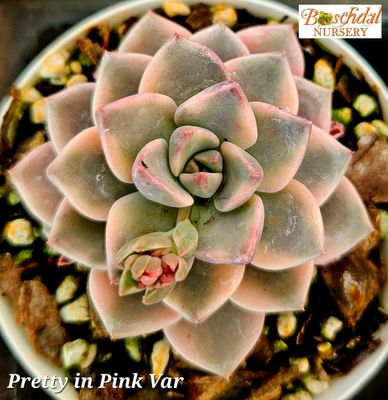 Echeveria Pretty in Pink Variegated