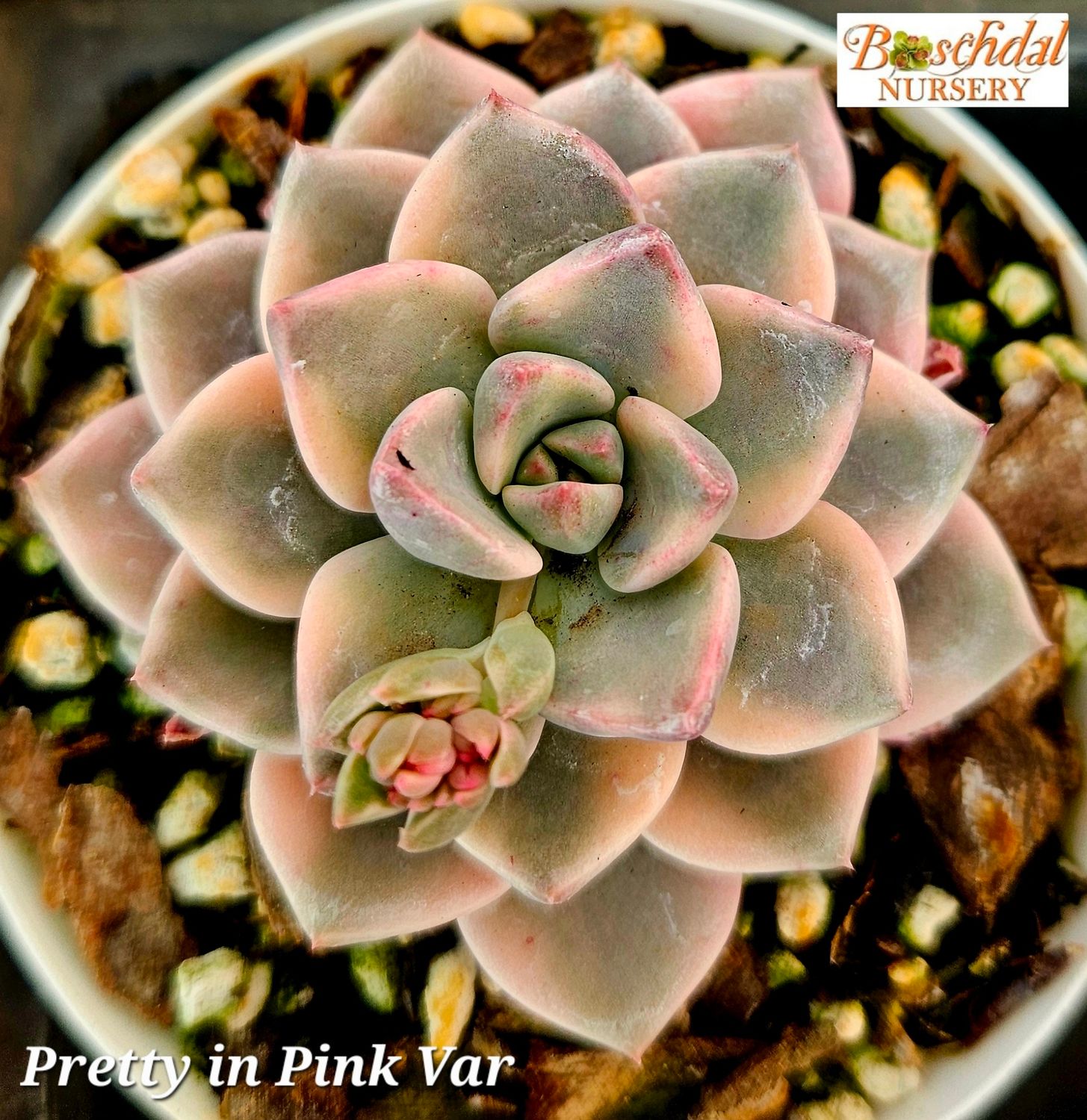 Echeveria Pretty in Pink Variegated