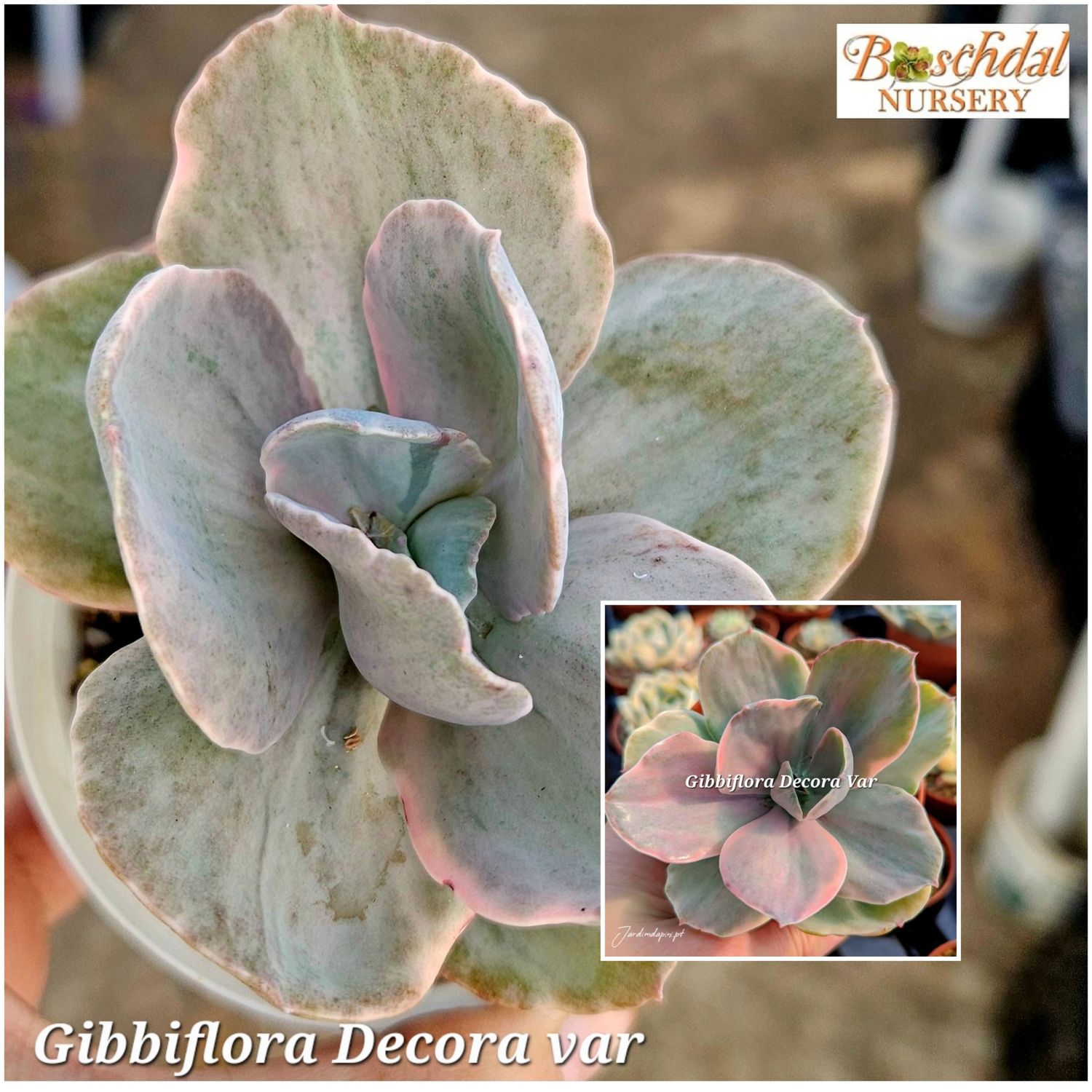 Echeveria Decora Variegated Echeveria Decora Variegated