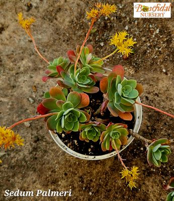 Sedum Palnerii