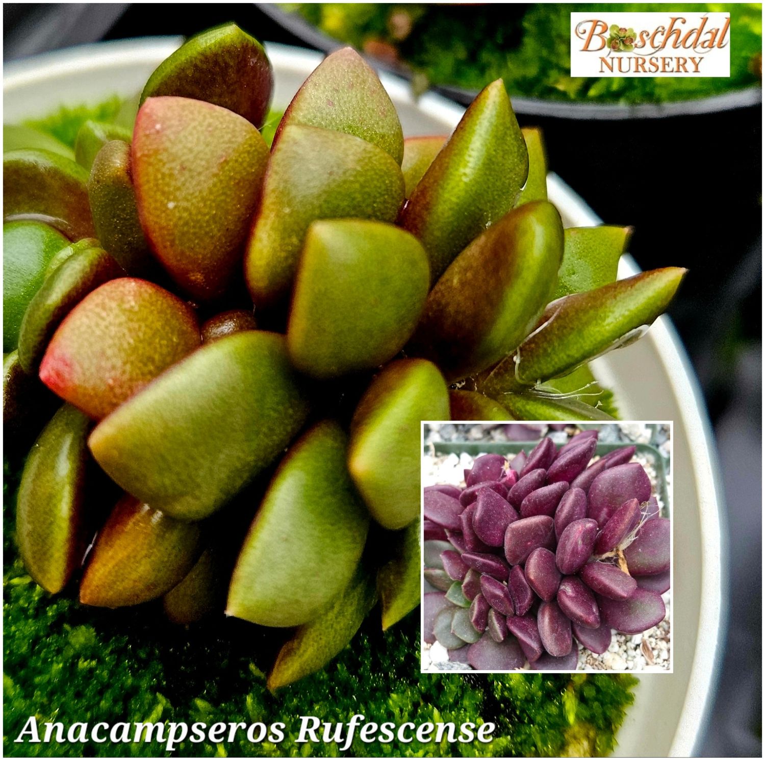 Anacampceros