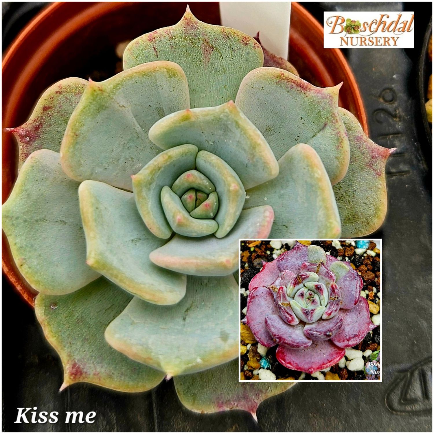 Echeveria Kiss Me