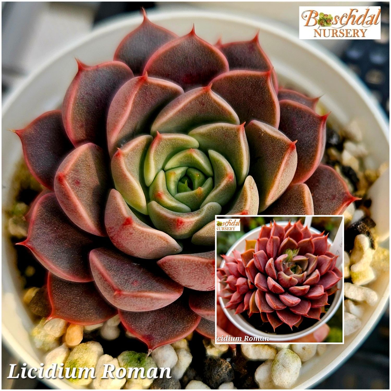 Echeveria Licidium Roman Echeveria Licidium Roman