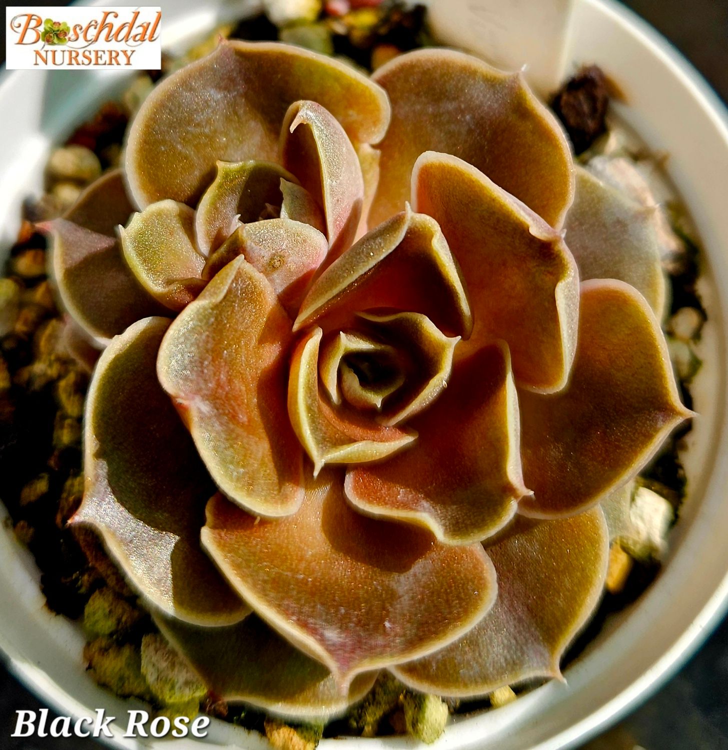 Echeveria Black Rose