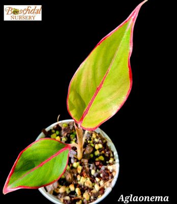 Aglaonema Aglaonema