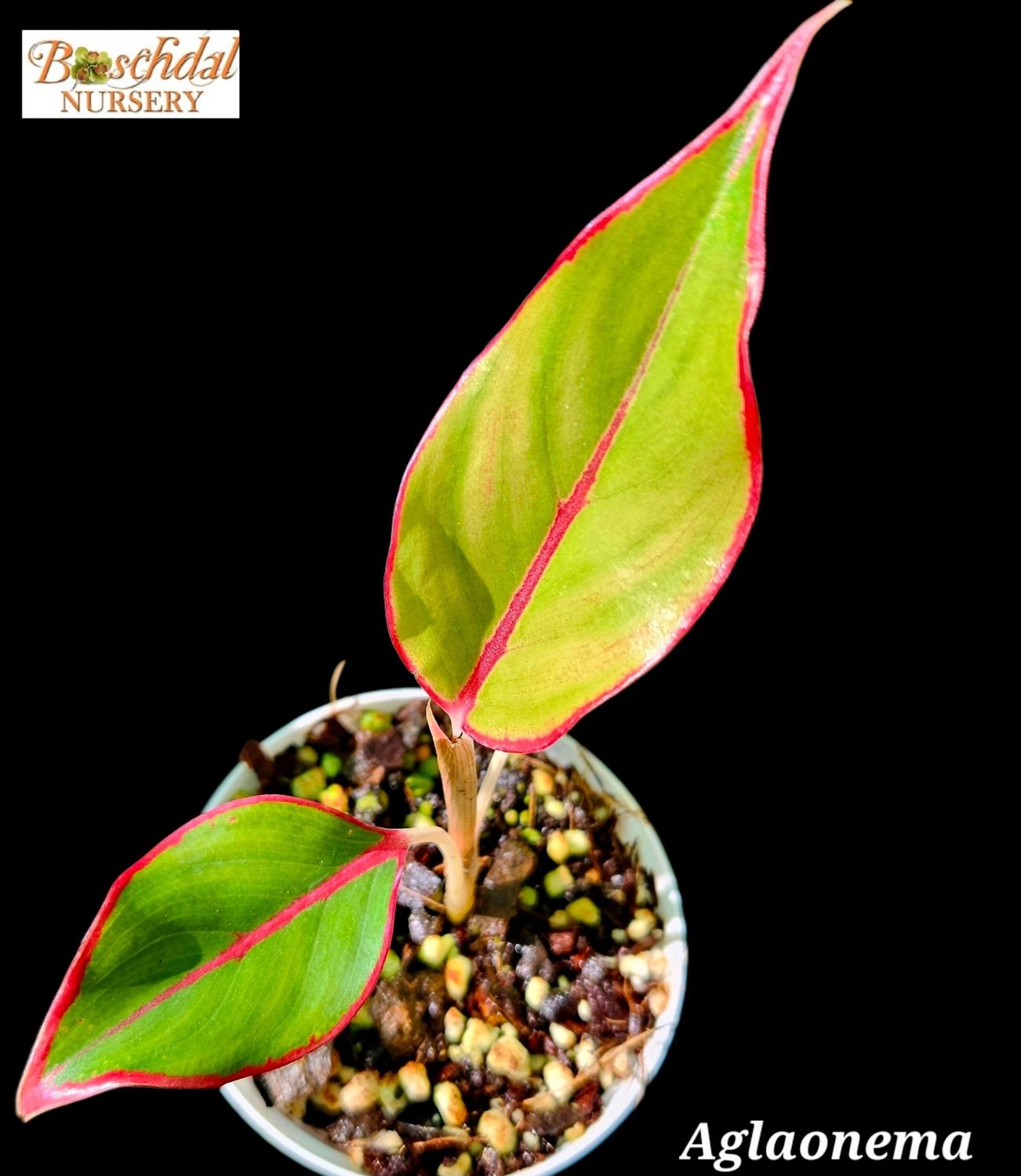 Aglaonema Aglaonema