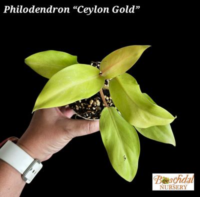 Philodendron Caylon Gold Philodendron Caylon Gold