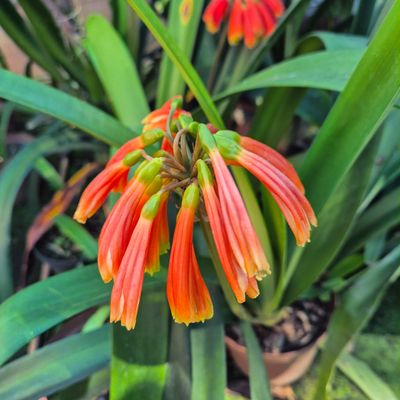 Clivia Robusta orange.