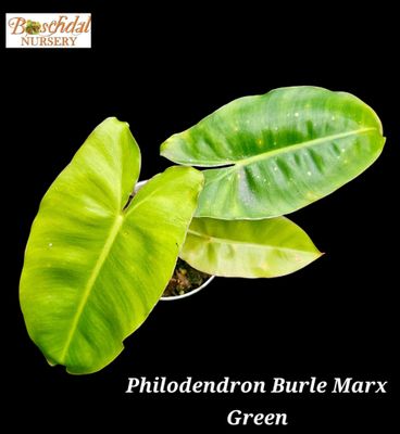 Philodendron Burle Marx Green