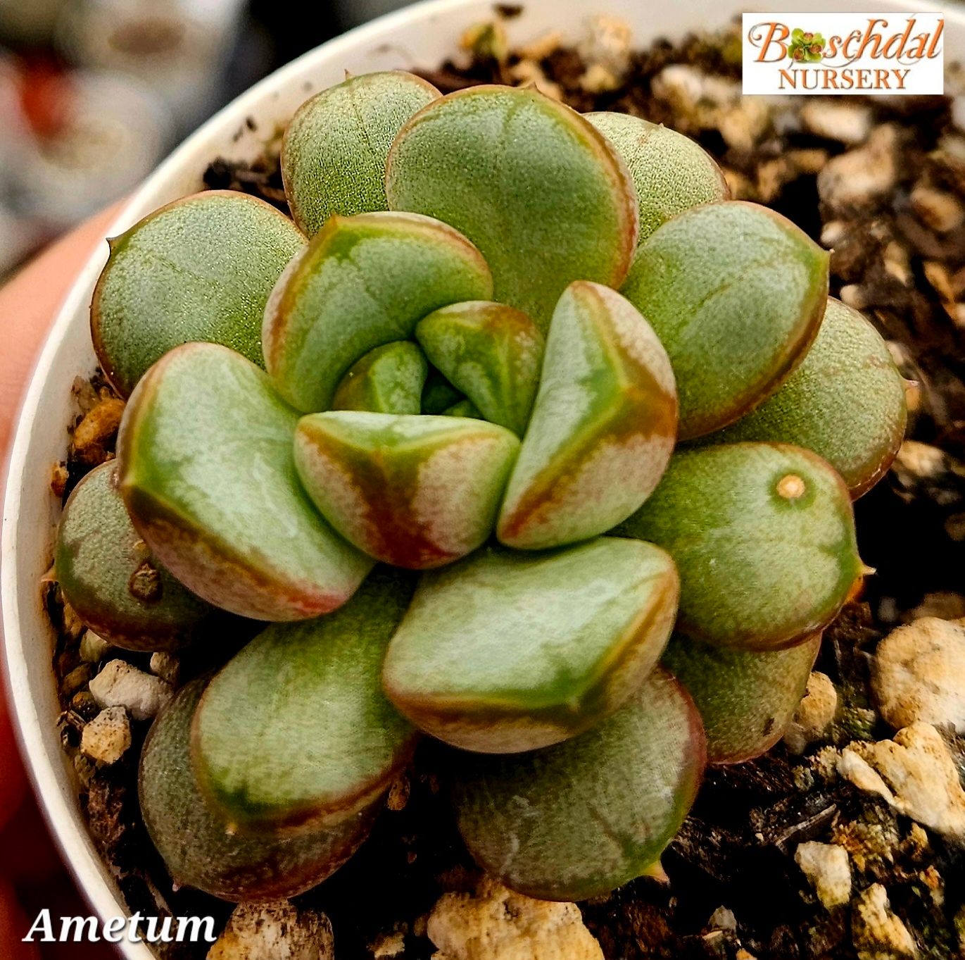 Graptopetalum Ametum Graptopetalum Ametum