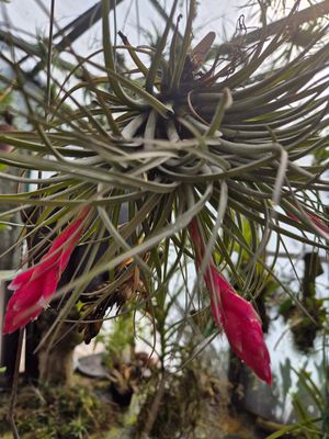 Tillandsia Houston red princess