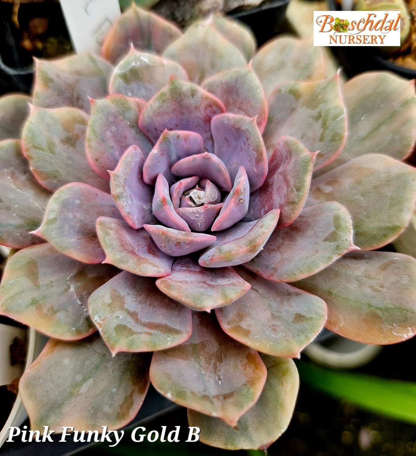 Echeveria Pink Funky Gold Echeveria Pink Funky Gold