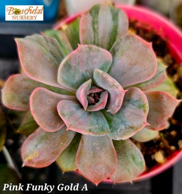 Echeveria Pink Funky Gold Echeveria Pink Funky Gold