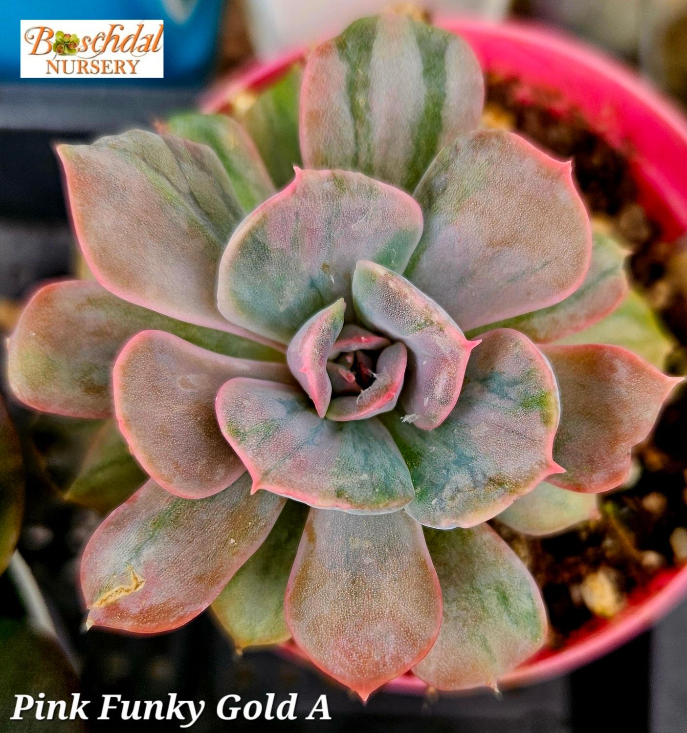 Echeveria Pink Funky Gold